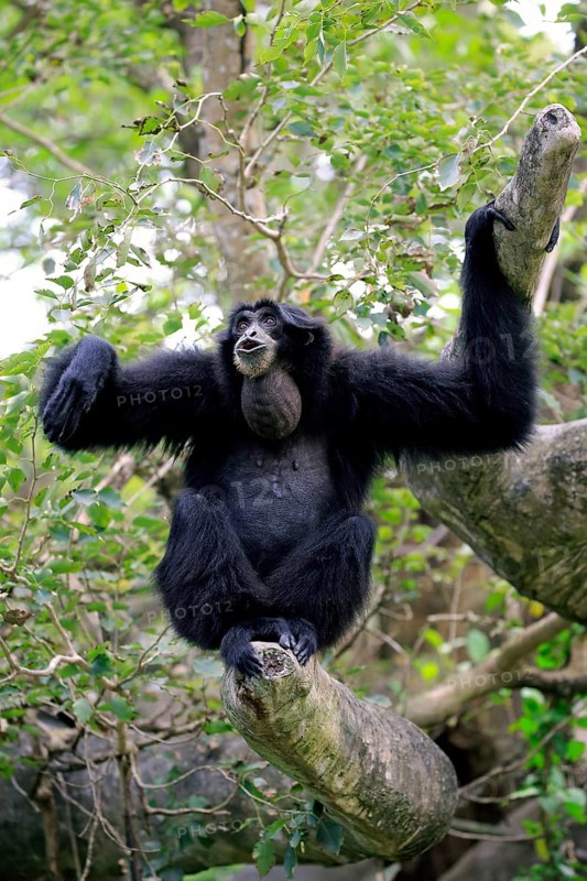 Siamang