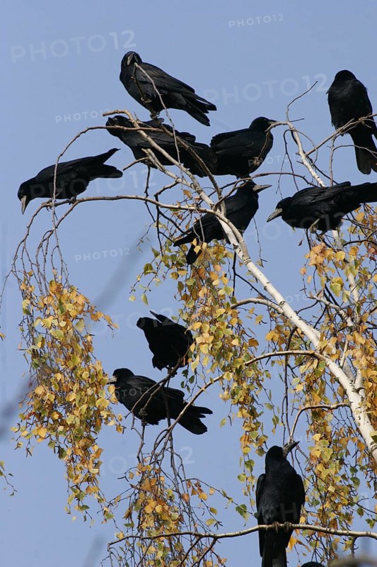 Crows