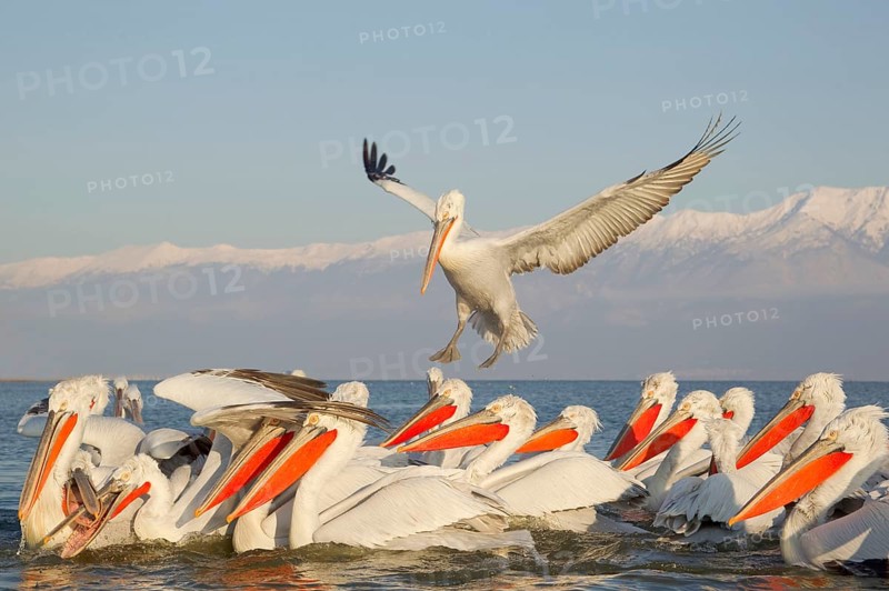 Adult dalmatian pelican
