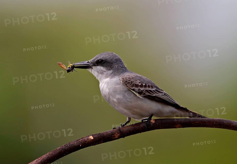 Grey Kingbird