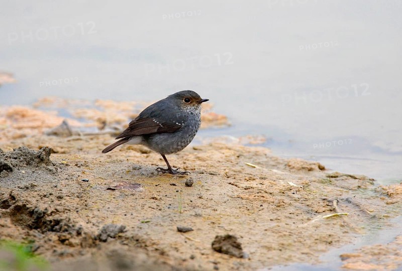 Plumbeous Water-redstart