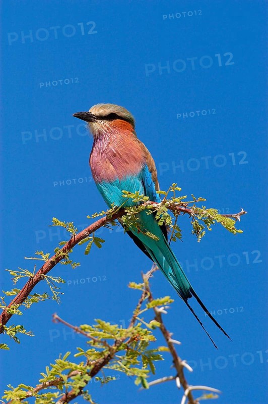 Lilac breasted roller