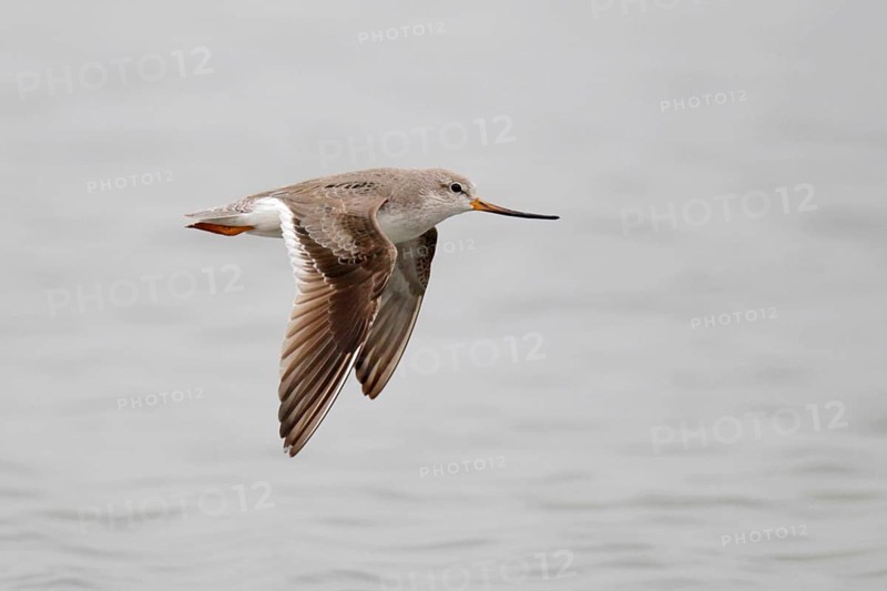 Terek sandpiper
