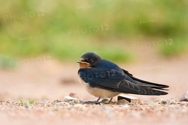 Barn Swallow