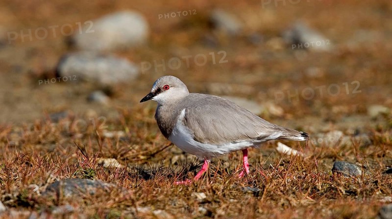 Magellanic Plover
