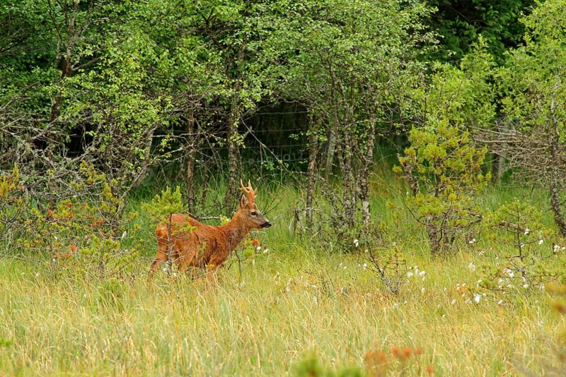 Western Roe Deer