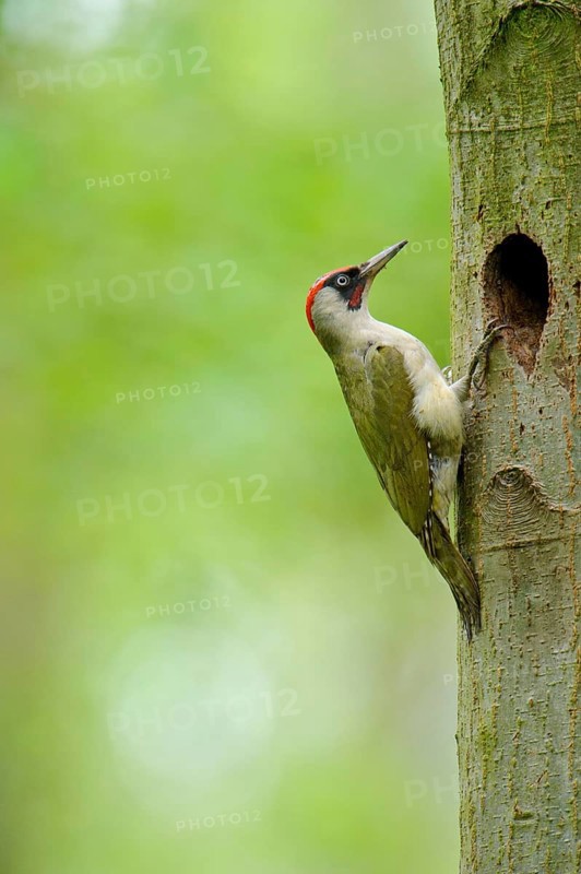 European Green Woodpecker