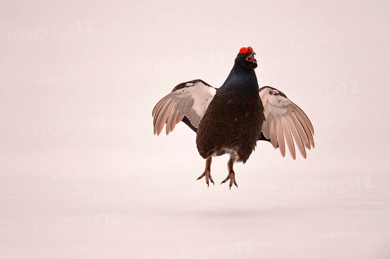 Black grouse