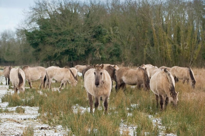 Konik horse
