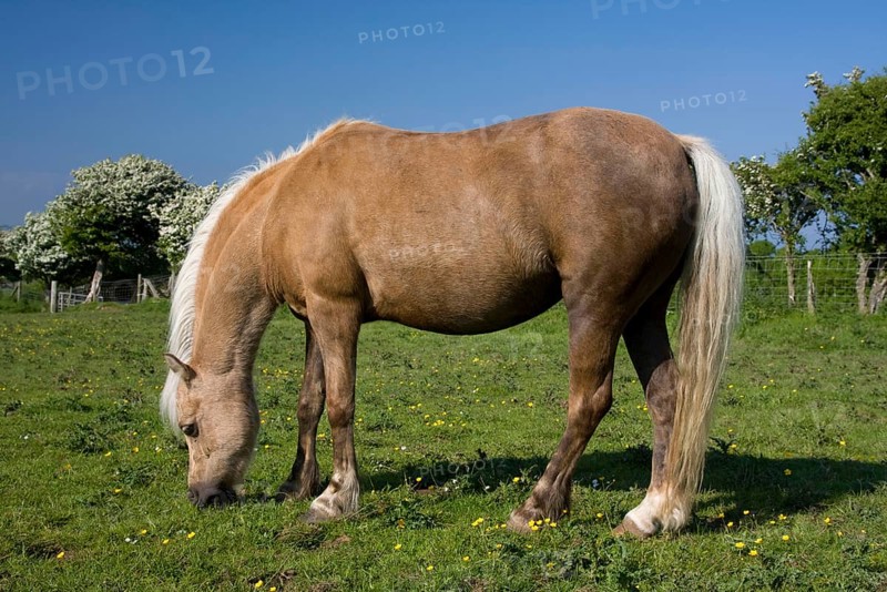 Welsh Mountain Pony