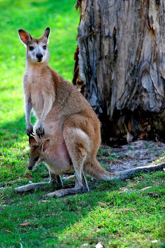 Agile Wallaby