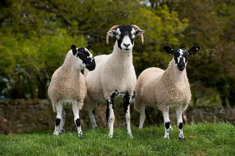 Domestic Sheep