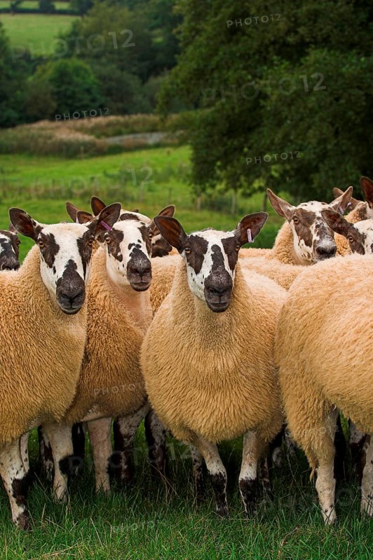 Domestic Sheep
