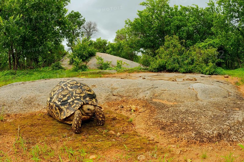 Leopard Tortoise