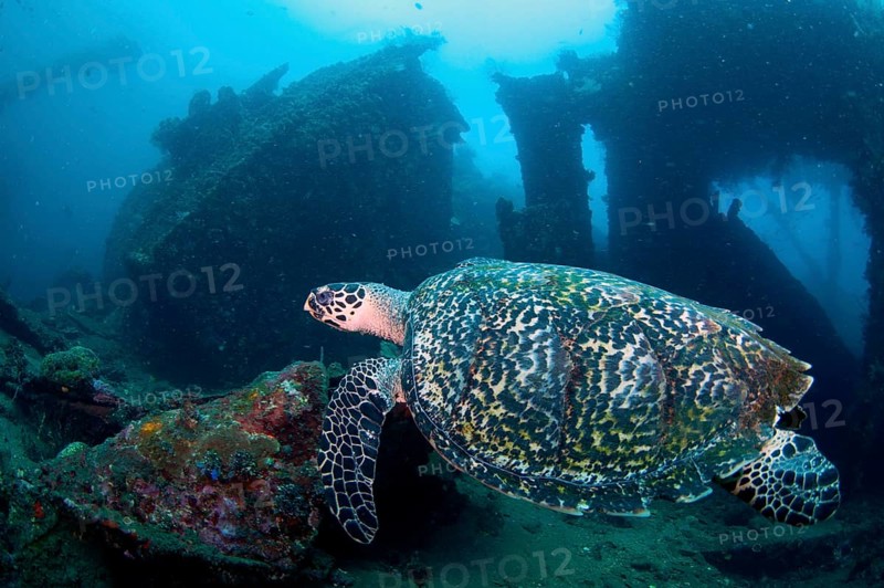 Loggerhead Turtle
