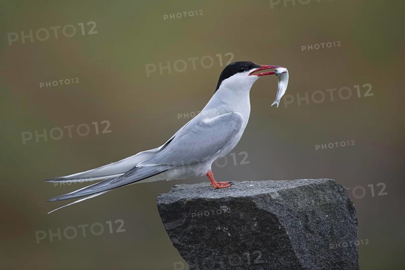 Arctic tern