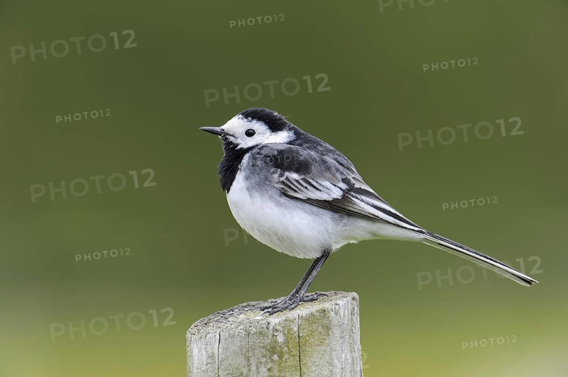 Pied Wagtail