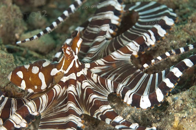 Octopus