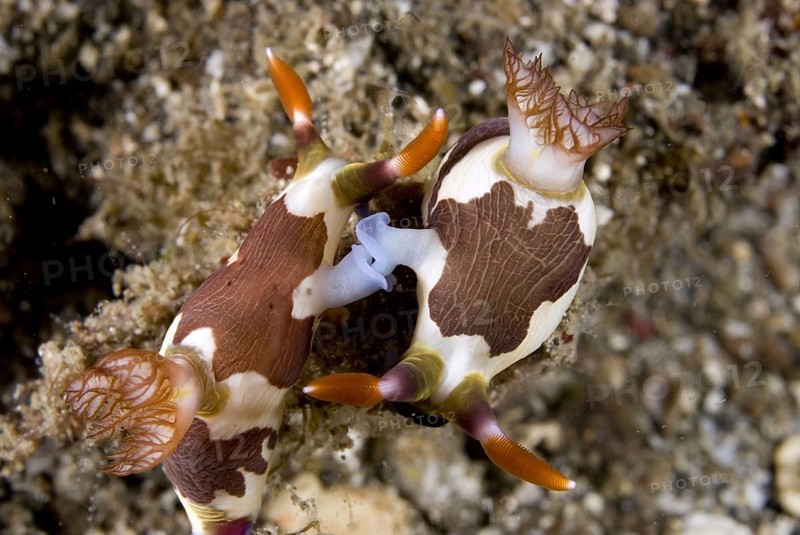 Neon star snail