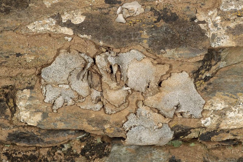 Silver skin lichen