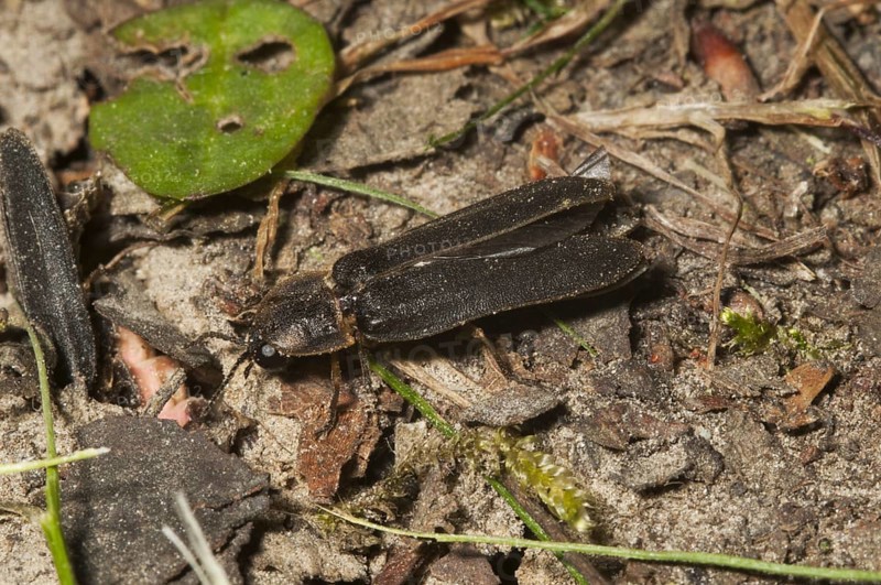 Common Glow-worm
