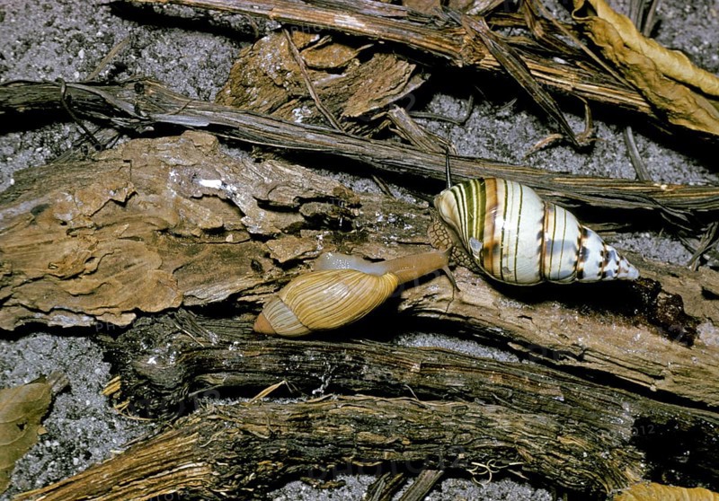 Pink cannibal rosy wolfsnail