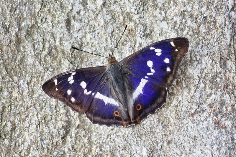 Purple Emperor