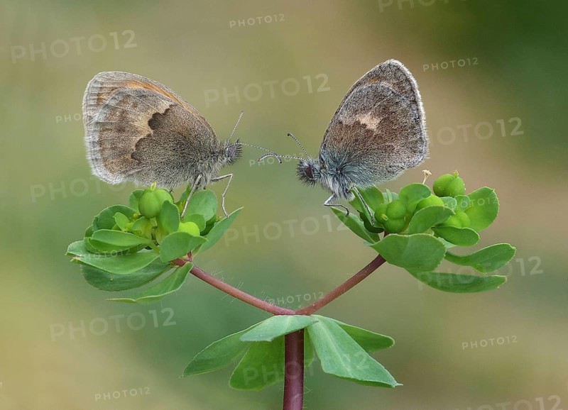 Small heath