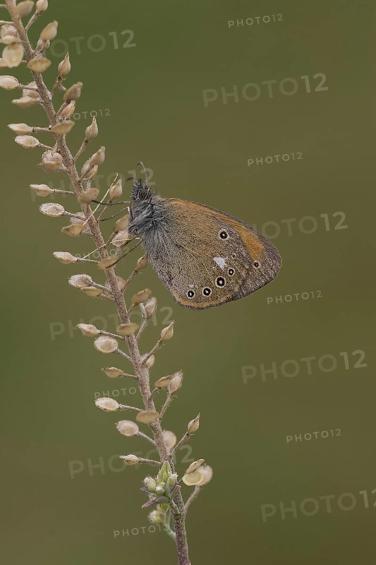 Rusty Brown Meadowbird