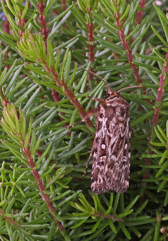 Little Heath Owl