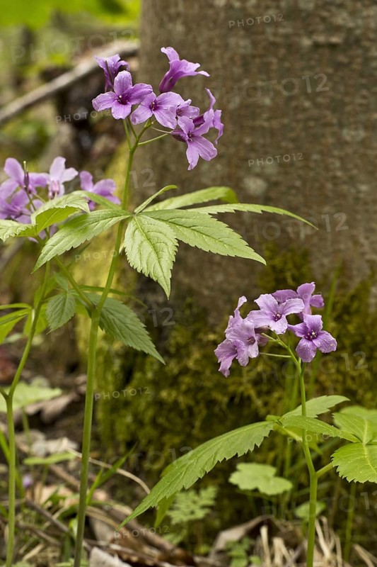 Five-leaved Bittercress