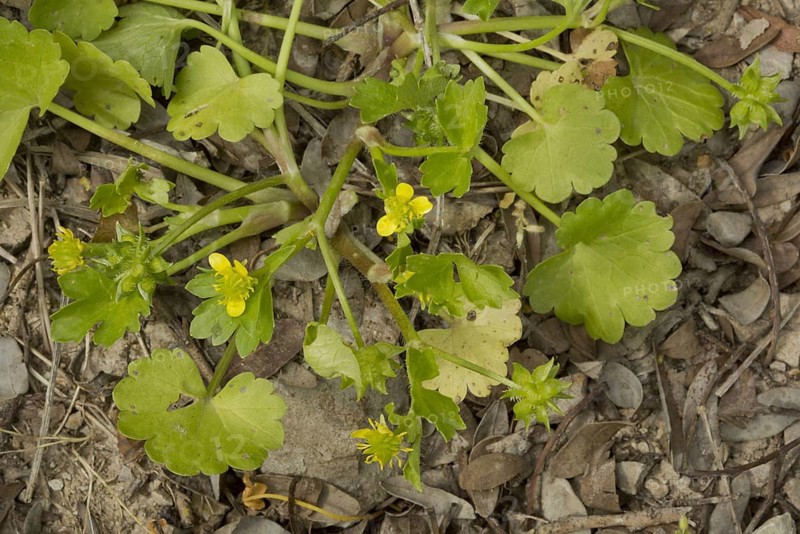 Rough-fruited Buttercup