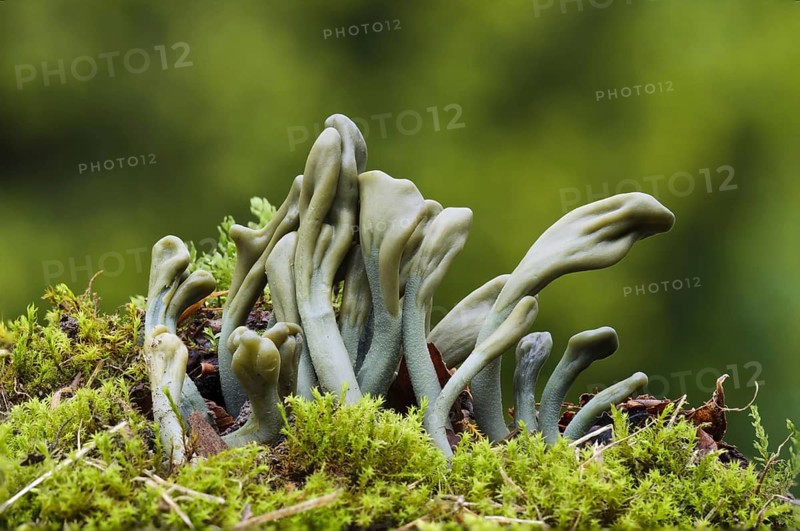 Green Earth Tongue