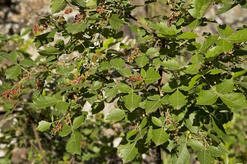 Nama-berry