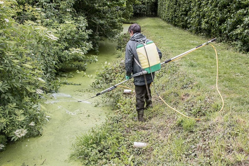 Spraying with chemical weed killer to eliminate duckweed