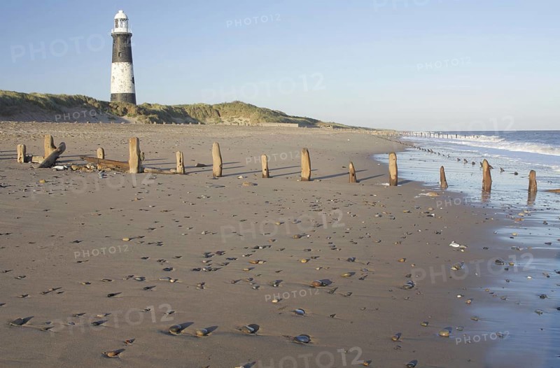 View of eroded groynes on the beach and lighthouse in the evening light