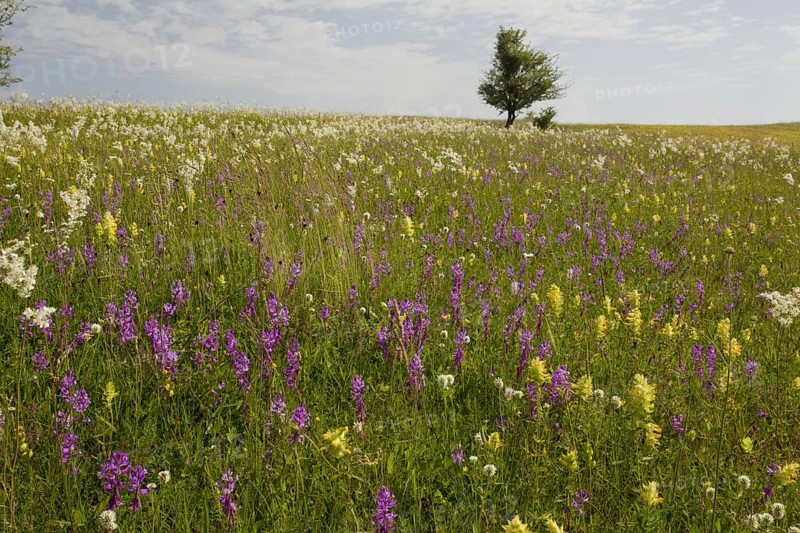 View of wildflowers in the vast grasslands around the Saxon village of Viscri