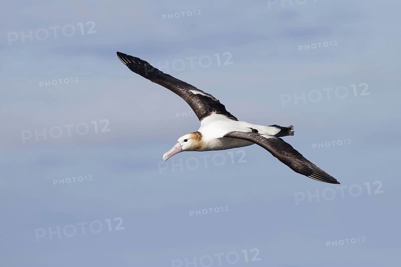 Diomedea albatrus