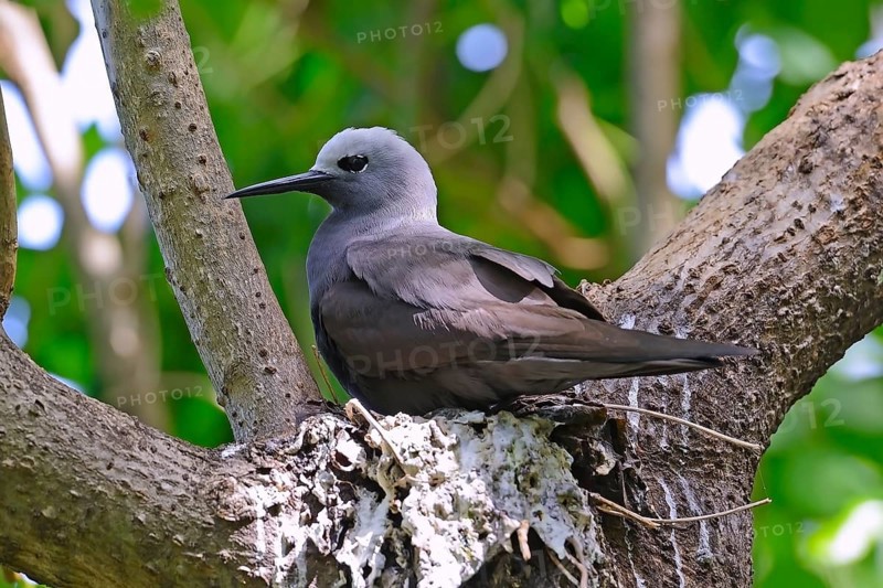 Lesser noddy