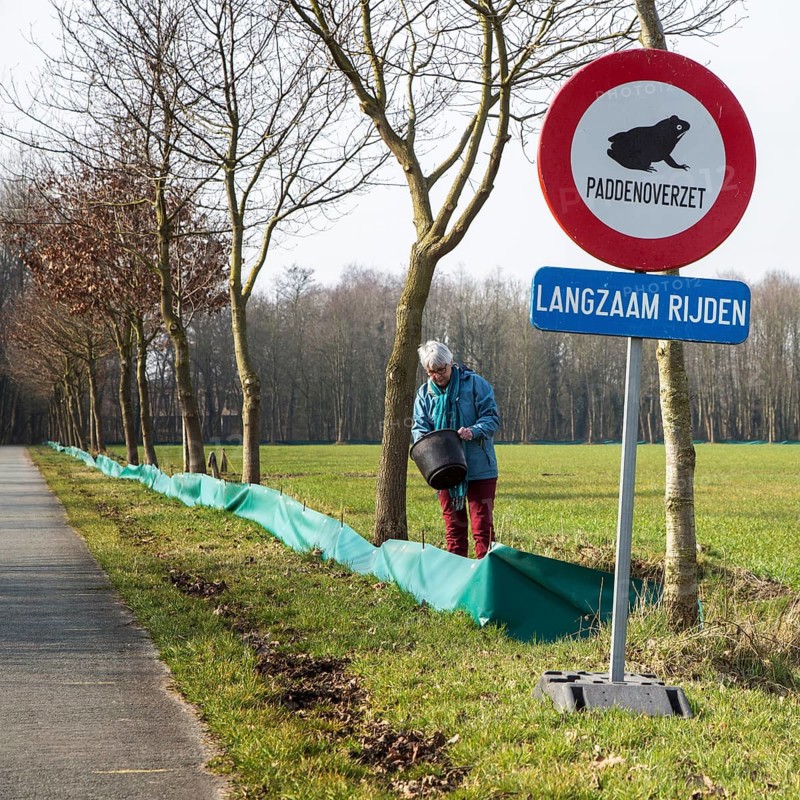 Volunteer checking the barrier with buckets for migrating amphibians