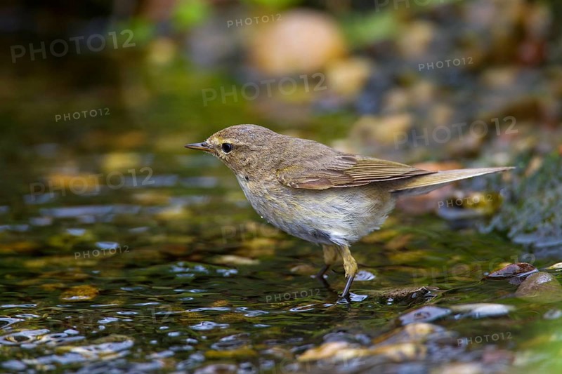 Willow warbler