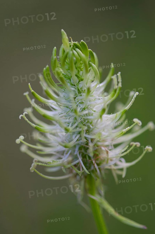 (Phyteuma spicatum)