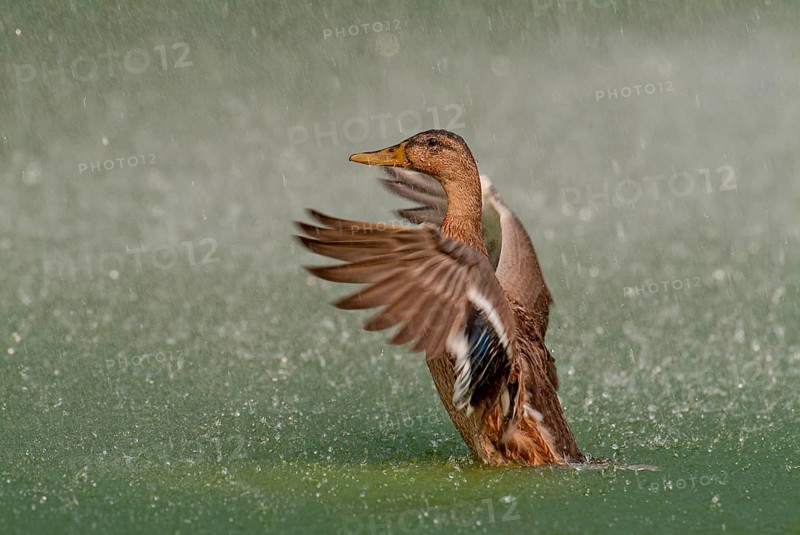 Mallard in the rain