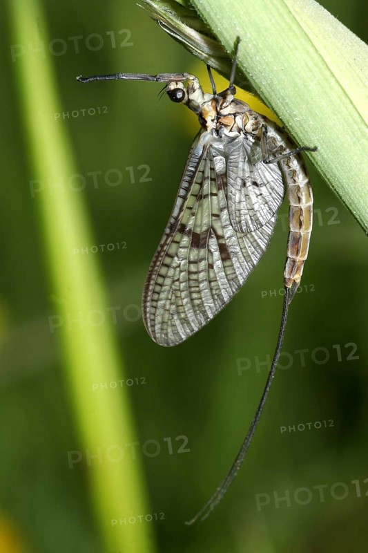 Common mayfly