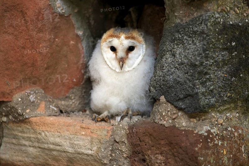 Barn Owl