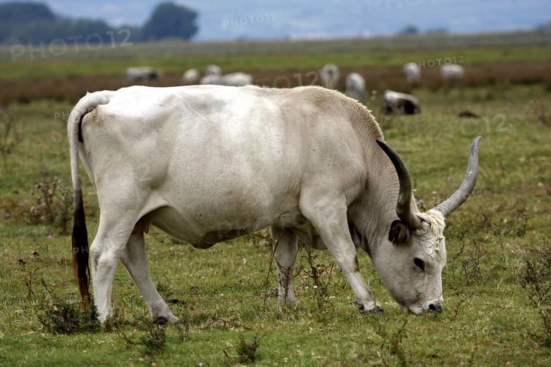 Hungarian grey cattle