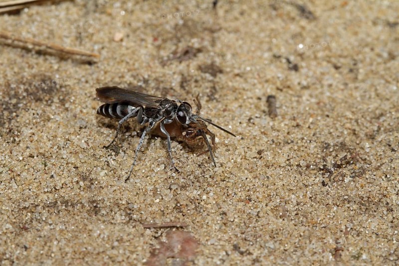 Galena wasp
