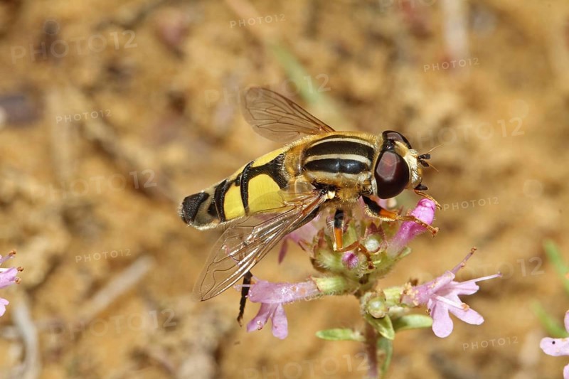 Common sun hoverfly