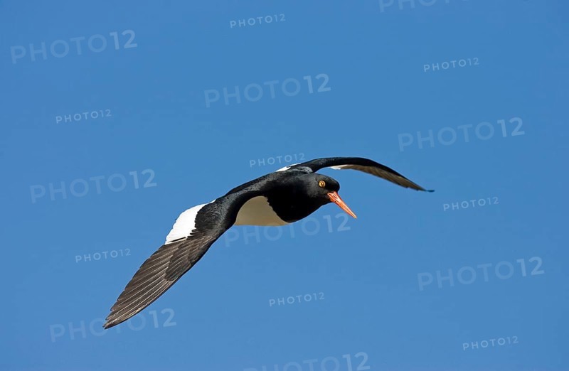 Magellanic Oystercatcher