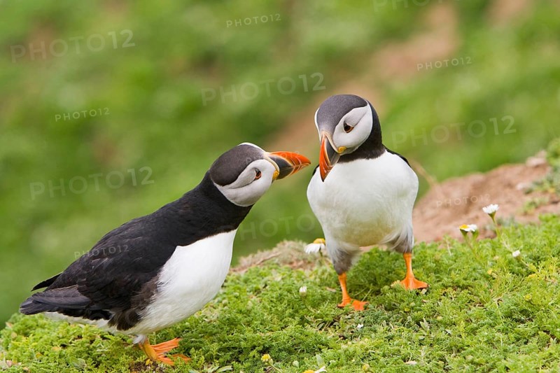 Puffin